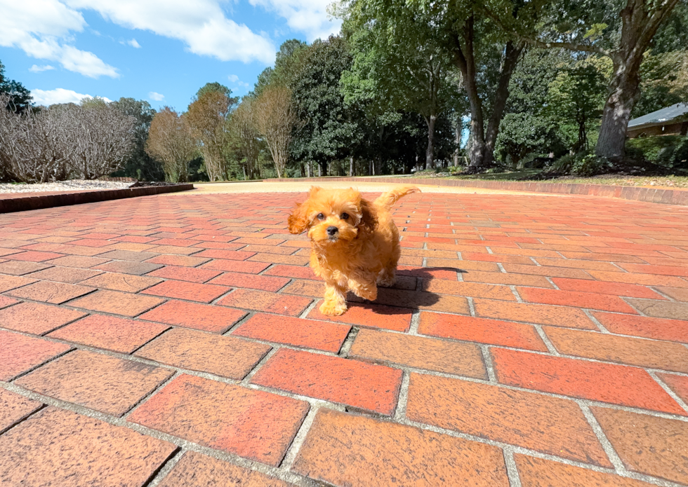 Cute Cavapoo Baby