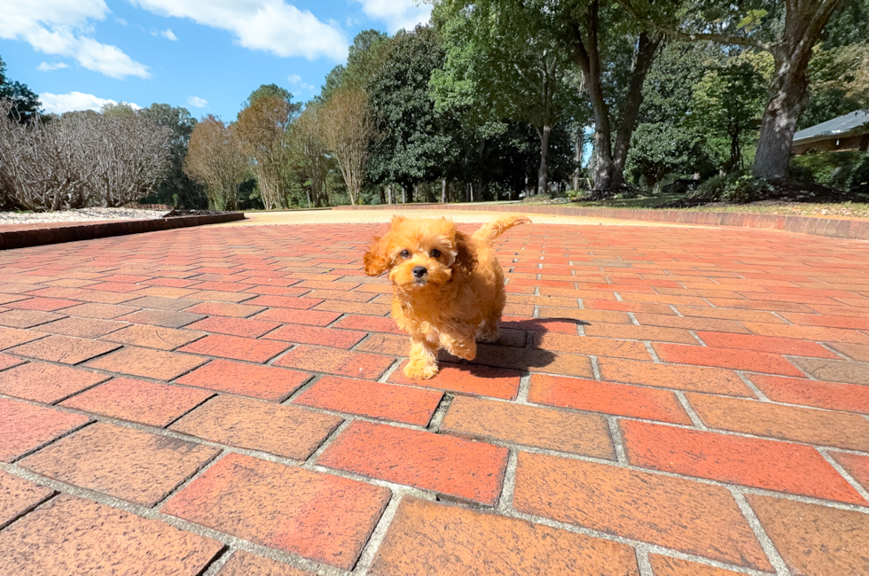 10 week old Cavapoo Puppy For Sale - Simply Southern Pups