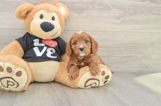 Funny Cavapoo Poodle Mix Pup