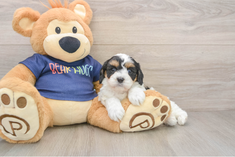 Cavapoo Puppy for Adoption