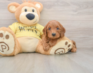 8 week old Cavapoo Puppy For Sale - Simply Southern Pups