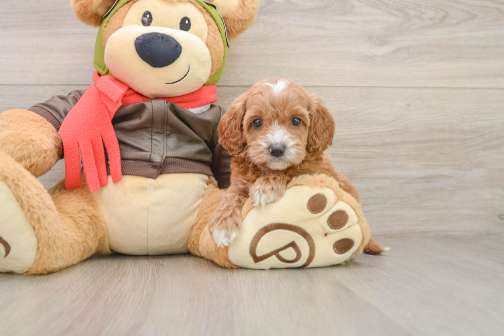 Cavapoo Puppy for Adoption