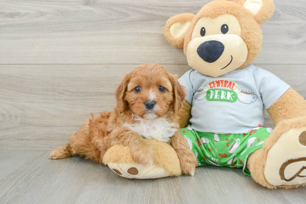 Cavapoo Puppy for Adoption