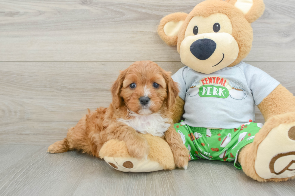 5 week old Cavapoo Puppy For Sale - Simply Southern Pups