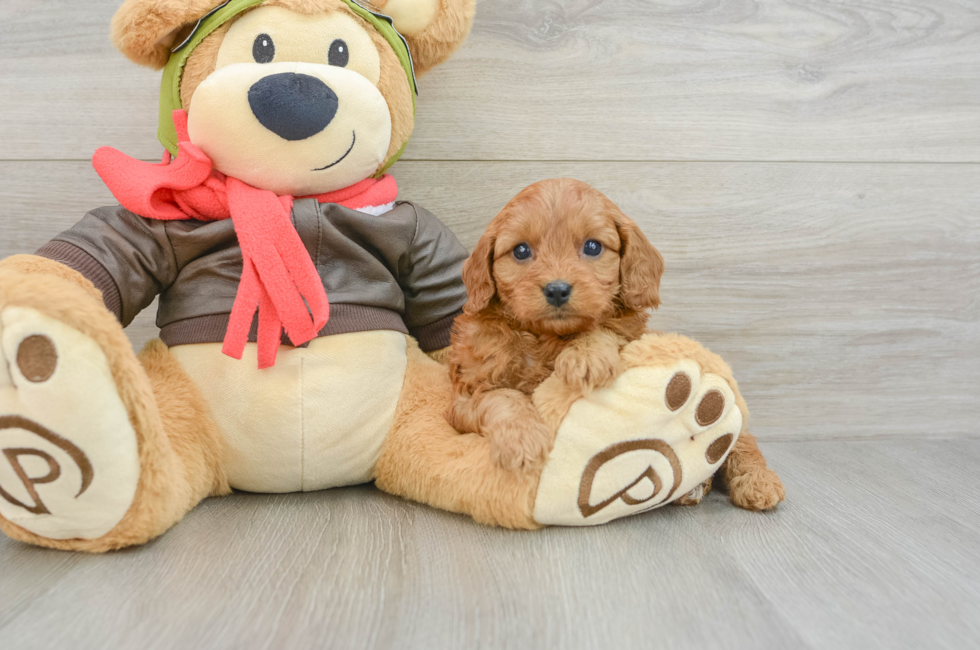 8 week old Cavapoo Puppy For Sale - Simply Southern Pups