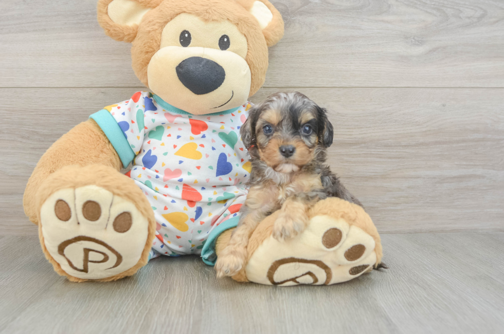 5 week old Cavapoo Puppy For Sale - Simply Southern Pups