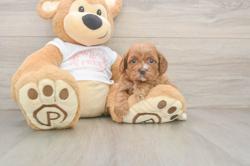 5 week old Cavapoo Puppy For Sale - Simply Southern Pups