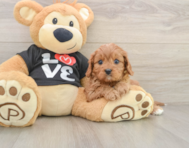 8 week old Cavapoo Puppy For Sale - Simply Southern Pups