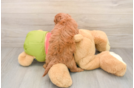 Cavapoo Puppy for Adoption