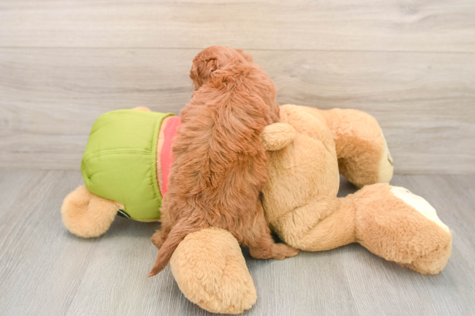Cavapoo Puppy for Adoption