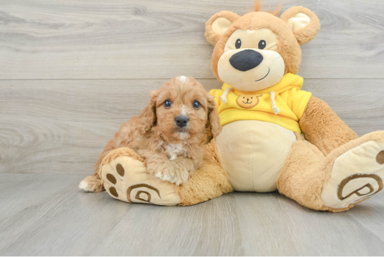 Cavapoo Pup Being Cute