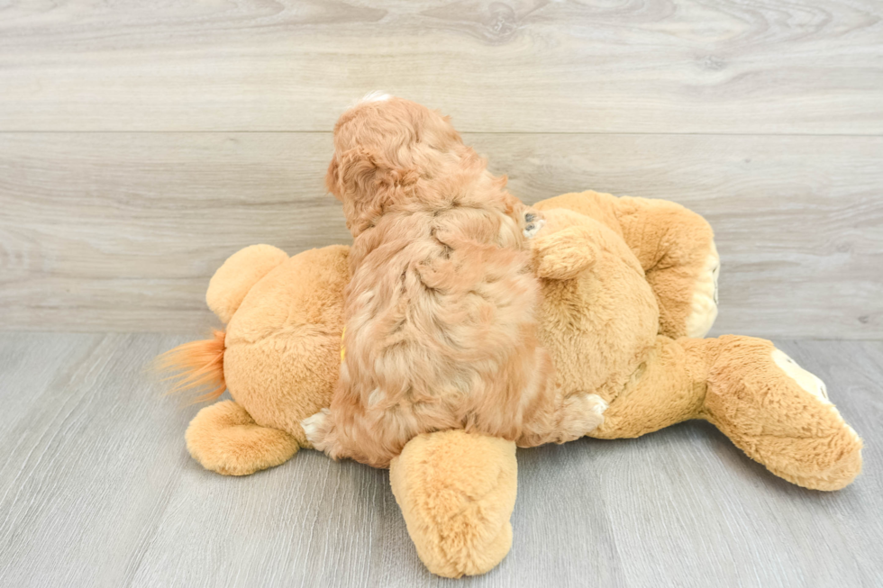 Adorable Cavalier King Charles Spaniel and Poodle Mix Poodle Mix Puppy