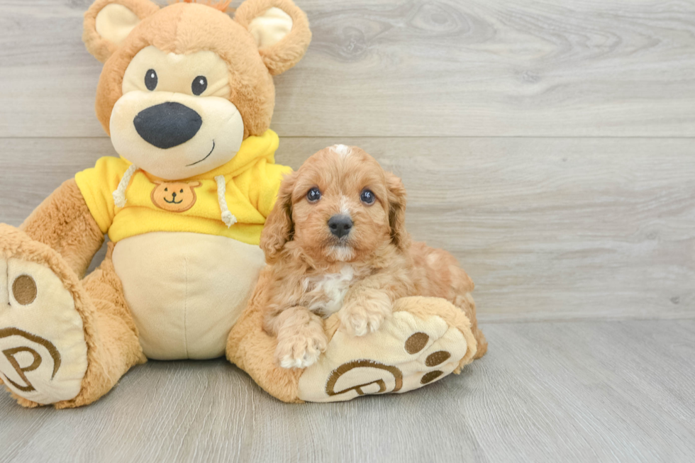 Best Cavapoo Baby