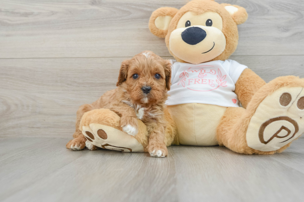 Friendly Cavapoo Baby