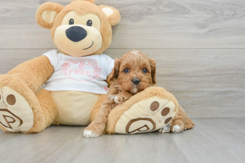 5 week old Cavapoo Puppy For Sale - Simply Southern Pups