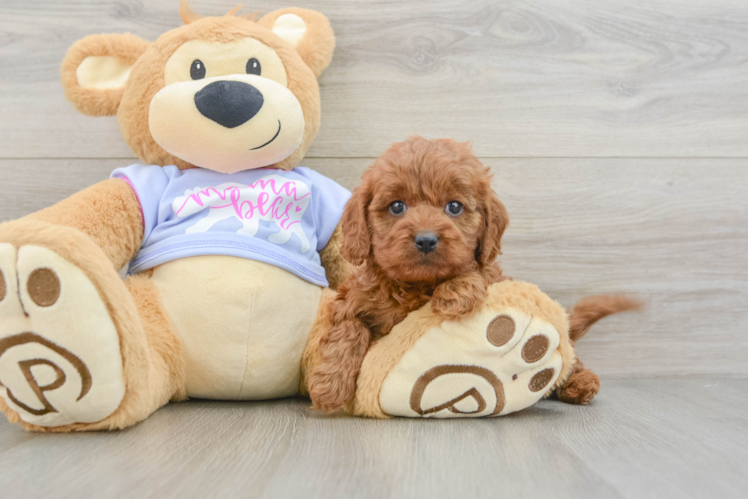 Funny Cavapoo Poodle Mix Pup