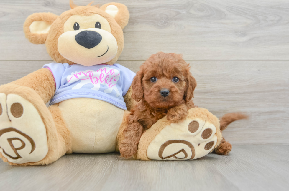 6 week old Cavapoo Puppy For Sale - Simply Southern Pups