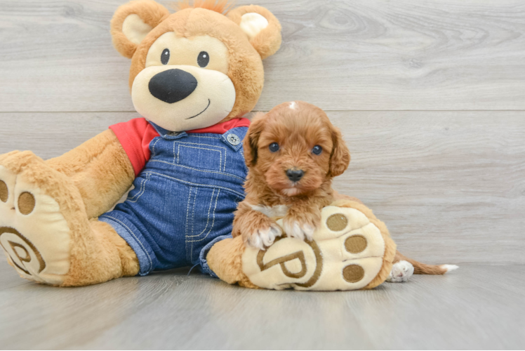 Cavapoo Pup Being Cute
