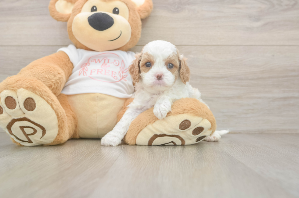 5 week old Cavapoo Puppy For Sale - Simply Southern Pups