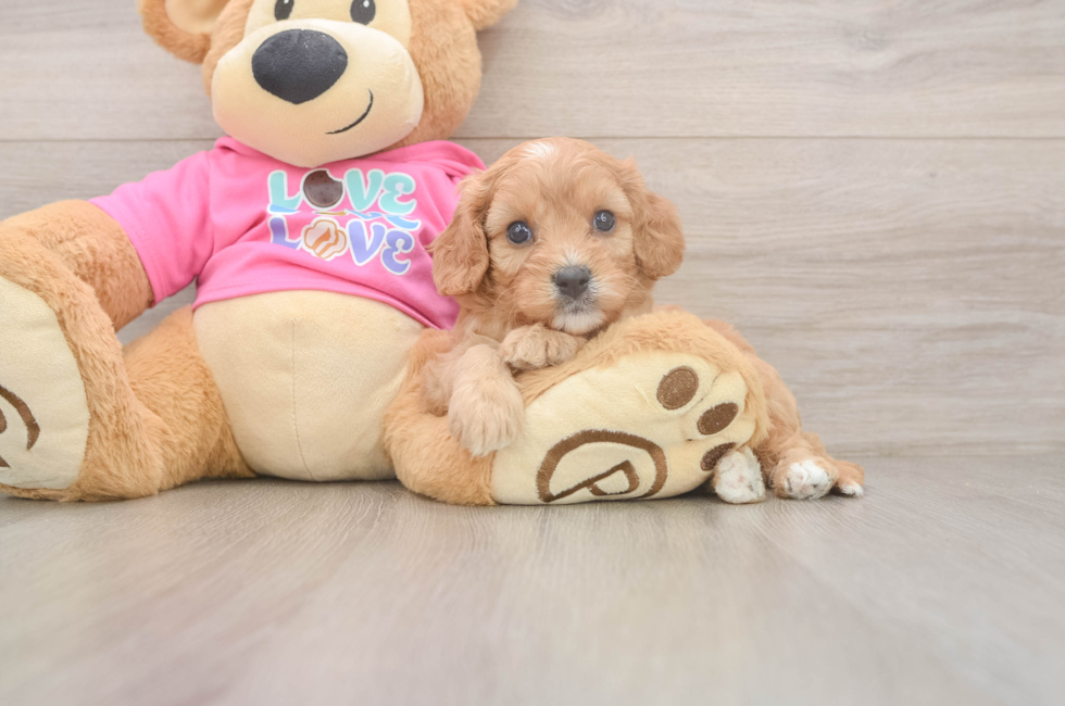 5 week old Cavapoo Puppy For Sale - Simply Southern Pups
