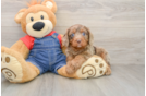 Cavapoo Puppy for Adoption