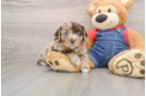 Cute Cavapoo Baby