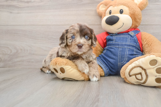 Cute Cavapoo Baby
