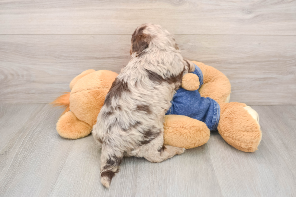 Cavapoo Pup Being Cute