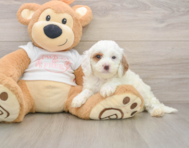 7 week old Cavapoo Puppy For Sale - Simply Southern Pups