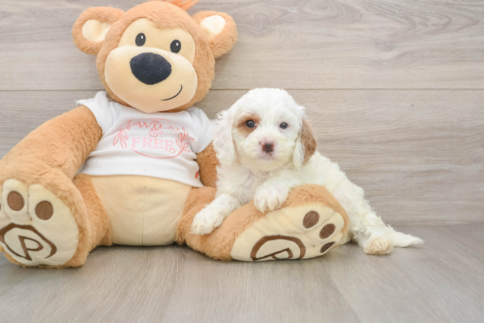 Best Cavapoo Baby