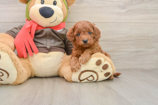 Cavapoo Pup Being Cute