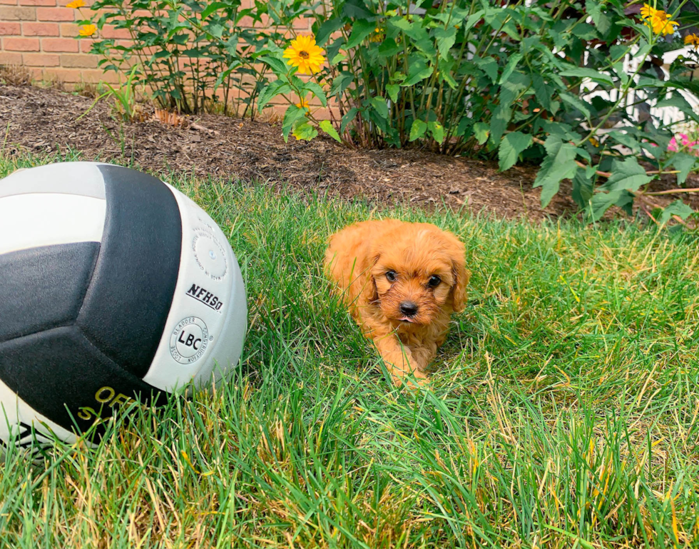 Cute Cavapoo Baby