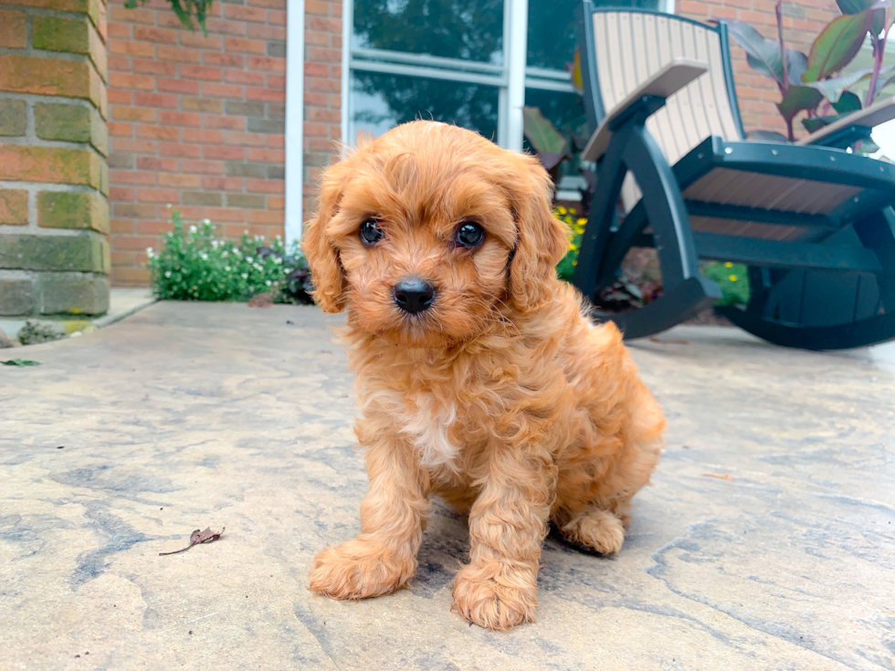 Cute Cavapoo Baby