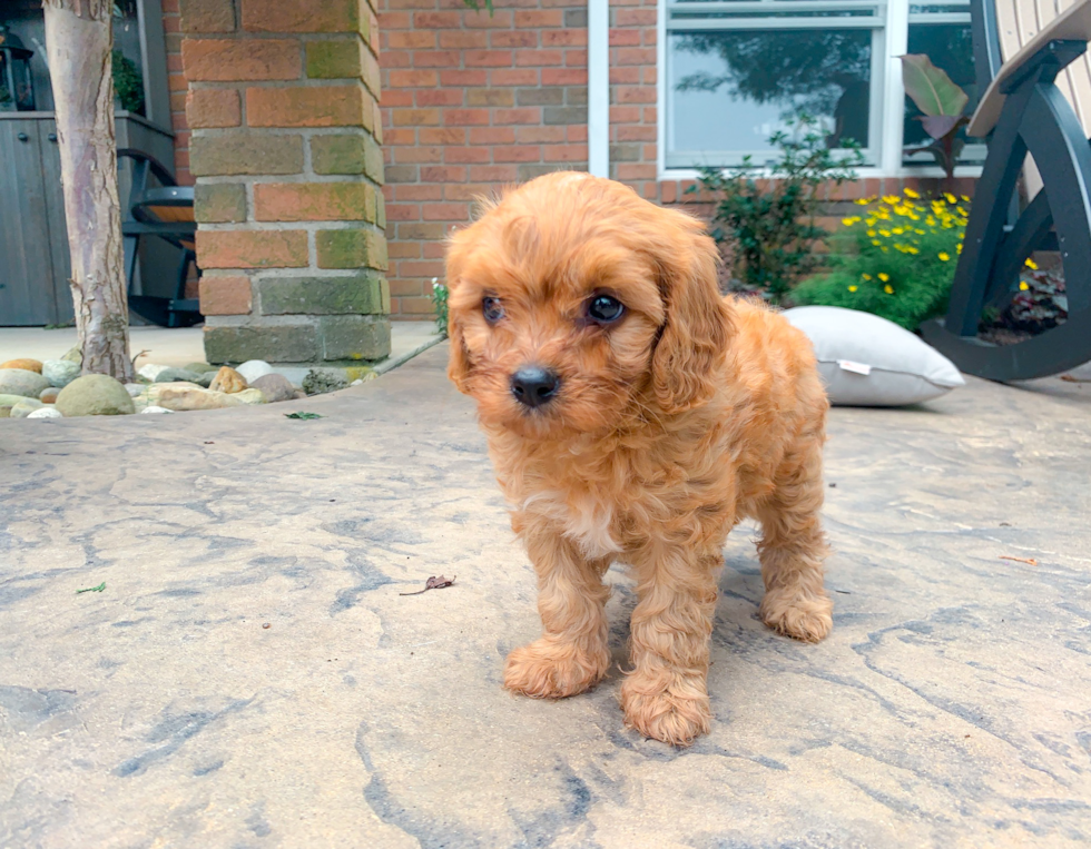 Cute Cavapoo Baby