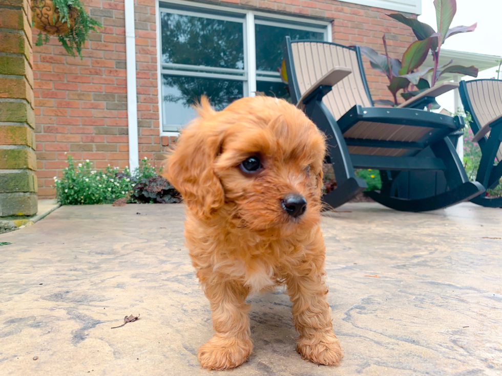 Cute Cavapoo Poodle Mix Pup