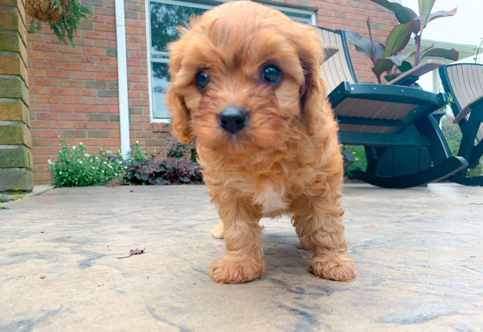Best Cavapoo Baby