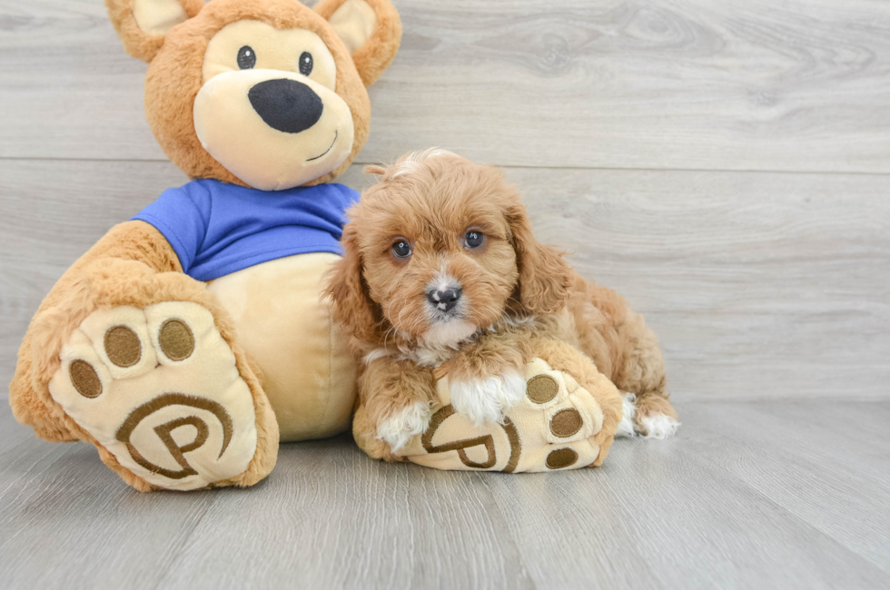 7 week old Cavapoo Puppy For Sale - Simply Southern Pups