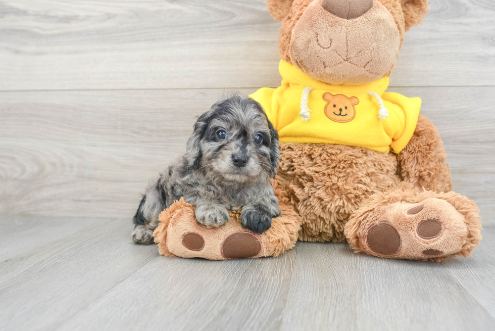 Petite Cavapoo Poodle Mix Pup