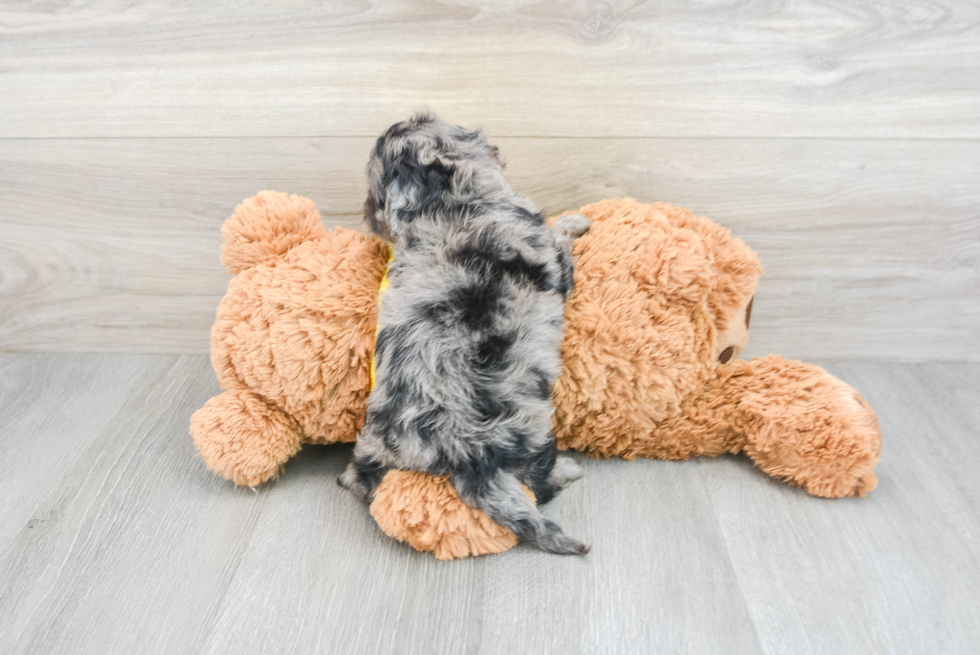 Hypoallergenic Cavoodle Poodle Mix Puppy
