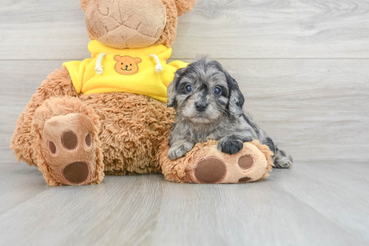 Cavapoo Puppy for Adoption