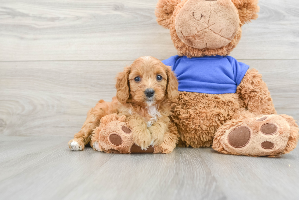 Cavapoo Puppy for Adoption
