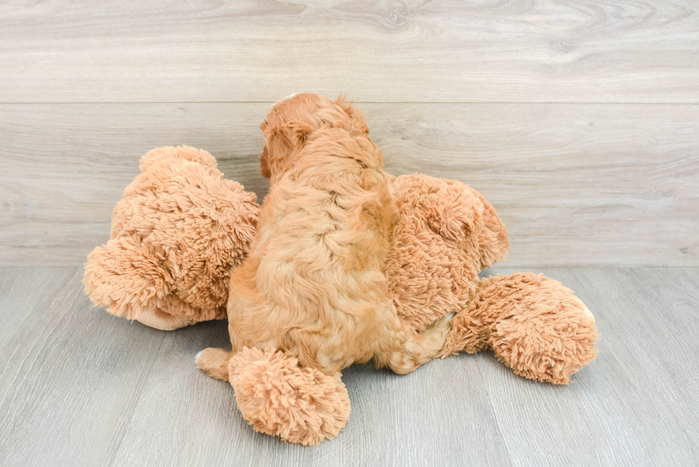 Friendly Cavapoo Baby