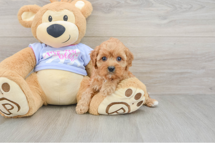 Cavapoo Puppy for Adoption