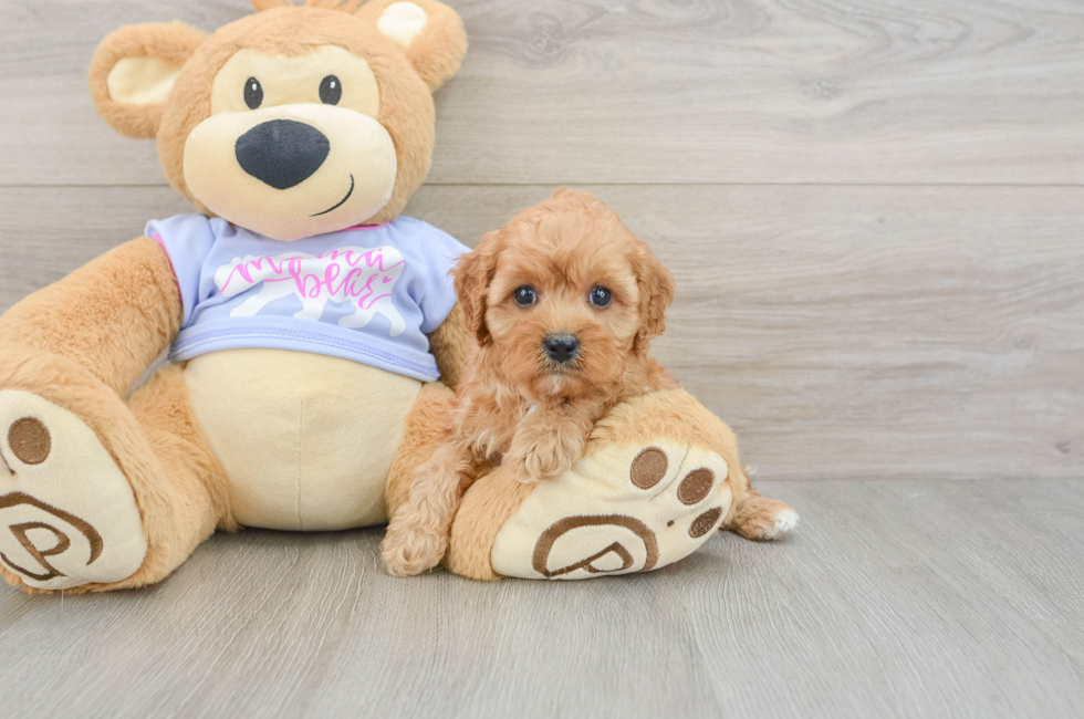 6 week old Cavapoo Puppy For Sale - Simply Southern Pups