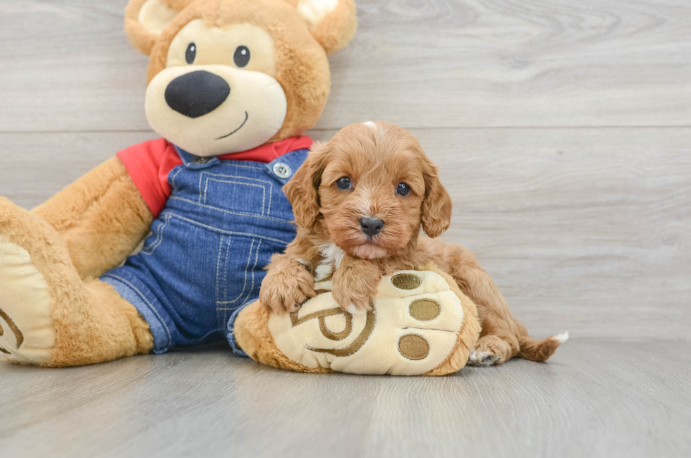 5 week old Cavapoo Puppy For Sale - Simply Southern Pups