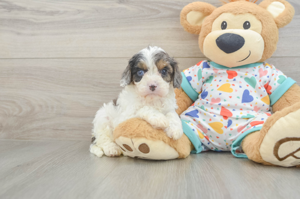 5 week old Cavapoo Puppy For Sale - Simply Southern Pups