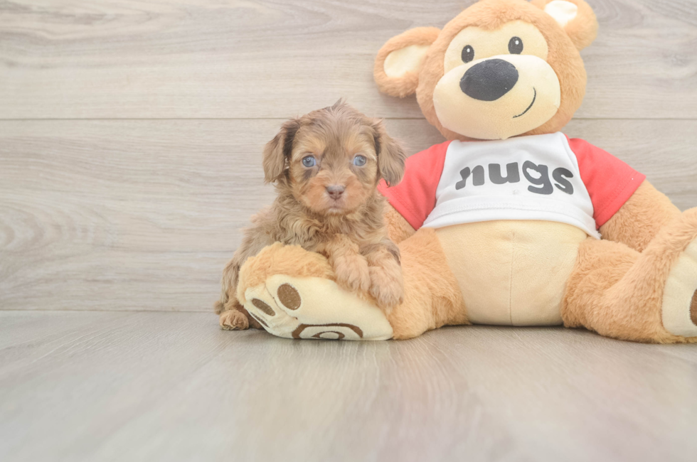 5 week old Cavapoo Puppy For Sale - Simply Southern Pups