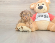 6 week old Cavapoo Puppy For Sale - Simply Southern Pups 6 week old Cavapoo Puppy For Sale - Simply Southern Pups
