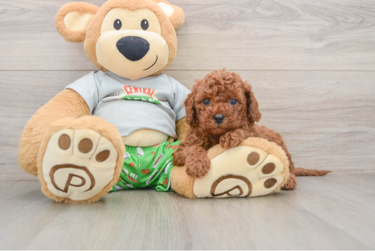 Funny Cavapoo Poodle Mix Pup