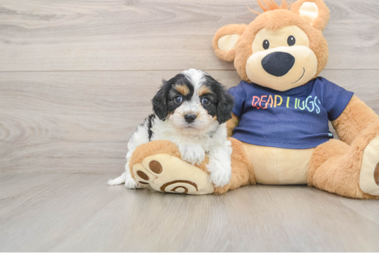 Cavapoo Puppy for Adoption